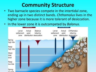 Two barnacle species compete in the intertidal zone, ending up in two distinct bands.  Chthamalus  lives in the higher zone because it is more tolerant of desiccation. In the lower zone it is outcompeted by  Balanus . Community Structure 