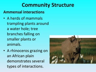 Ammensal interactions A herds of mammals trampling plants around a water hole; tree branches falling on smaller plants or animals. A rhinoceros grazing on an African plain demonstrates several types of interactions. Community Structure 