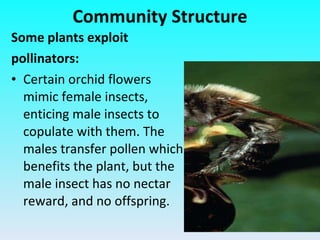 Some plants exploit pollinators: Certain orchid flowers mimic female insects, enticing male insects to copulate with them. The males transfer pollen which benefits the plant, but the male insect has no nectar reward, and no offspring. Community Structure 