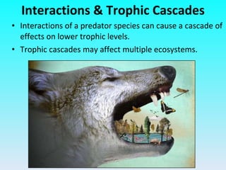 Interactions & Trophic Cascades Interactions of a predator species can cause a cascade of effects on lower trophic levels. Trophic cascades may affect multiple ecosystems. 