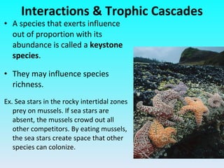 A species that exerts influence out of proportion with its abundance is called a  keystone species . They may influence species richness. Ex. Sea stars in the rocky intertidal zones prey on mussels. If sea stars are absent, the mussels crowd out all other competitors. By eating mussels, the sea stars create space that other species can colonize. Interactions & Trophic Cascades 