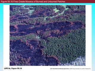 Figure 55.16 Fires Create Mosaics of Burned and Unburned Patches 