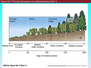 Figure 55.17 Primary Succession on a Glacial Moraine (Part 1) 