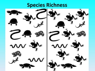Species Richness 