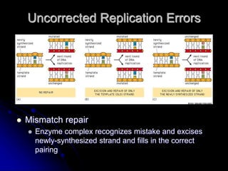 Incorrect Dna Replication Chapter 5 & 6 - DNA & DNA Replication.ppt | Biological Sciences | Science