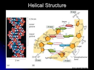 Helical Rise Dna Chapter 5 & 6 - DNA & DNA Replication.ppt