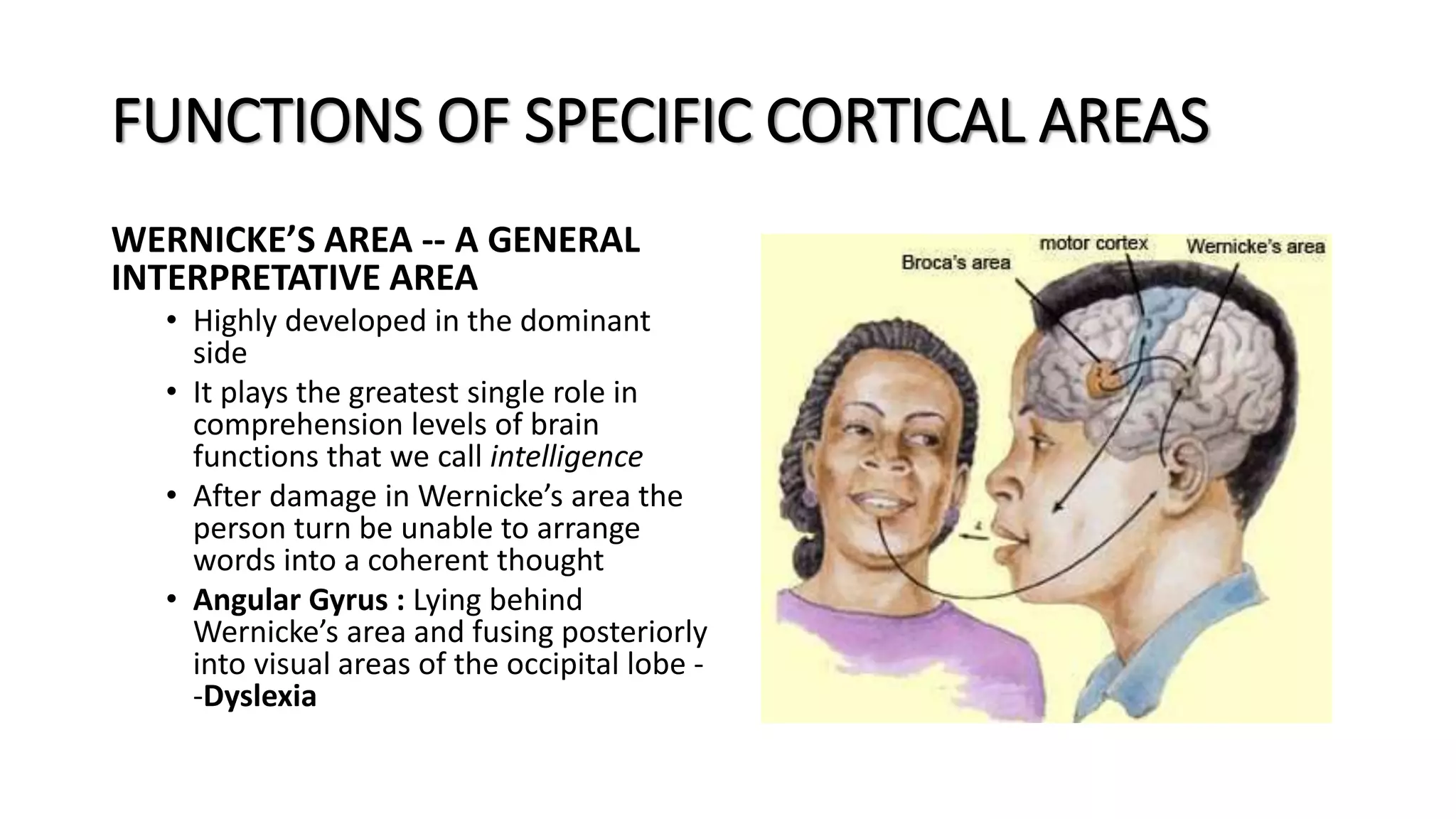 Chapter 58 cerebral cortex, intellectual functions | PPTX