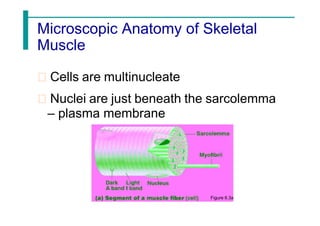Microscopic Anatomy of Skeletal
Muscle
Cells are multinucleate
Nuclei are just beneath the sarcolemma
– plasma membrane
Figure 6.3a
 