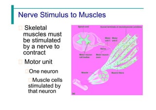 Nerve Stimulus to Muscles
Skeletal
muscles must
be stimulated
by a nerve to
contract
Motor unit
One neuron
Muscle cells
stimulated by
that neuron
 