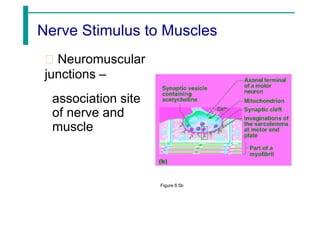 Nerve Stimulus to Muscles
Neuromuscular
junctions –
association site
of nerve and
muscle
Figure 6.5b
 