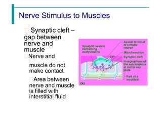Nerve Stimulus to Muscles
Synaptic cleft –
gap between
nerve and
muscle
Nerve and
muscle do not
make contact
Area between
nerve and muscle
is filled with
interstitial fluid
 