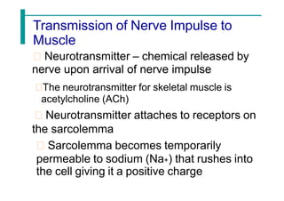 Transmission of Nerve Impulse to
Muscle
Neurotransmitter – chemical released by
nerve upon arrival of nerve impulse
The neurotransmitter for skeletal muscle is
acetylcholine (ACh)
Neurotransmitter attaches to receptors on
the sarcolemma
Sarcolemma becomes temporarily
permeable to sodium (Na+) that rushes into
the cell giving it a positive charge
 