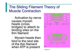 The Sliding Filament Theory of
Muscle Contraction
Activation by nerve
causes myosin
heads (cross
bridges) to attach to
binding sites on the
thin filament
Myosin heads then
bind to the next site
of the thin filament
when ATP is present
Figure 6.7
 
