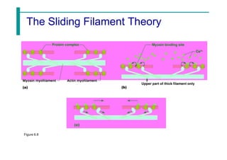 The Sliding Filament Theory
Figure 6.8
 