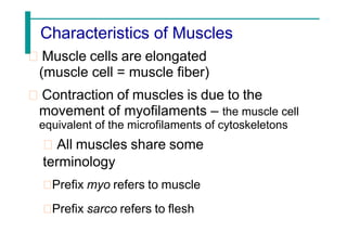 Characteristics of Muscles
Muscle cells are elongated
(muscle cell = muscle fiber)
Contraction of muscles is due to the
movement of myofilaments – the muscle cell
equivalent of the microfilaments of cytoskeletons
All muscles share some
terminology
Prefix myo refers to muscle
Prefix sarco refers to flesh
 