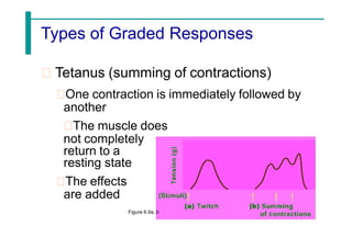 Types of Graded Responses
Tetanus (summing of contractions)
One contraction is immediately followed by
another
The muscle does
not completely
return to a
resting state
The effects
are added
Figure 6.9a, b
 