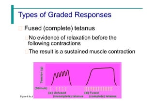 Types of Graded Responses
Fused (complete) tetanus
No evidence of relaxation before the
following contractions
The result is a sustained muscle contraction
Figure 6.9c,d
 