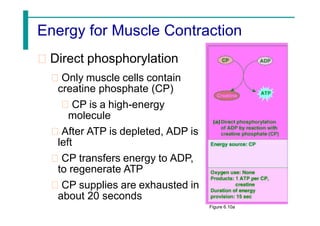 Energy for Muscle Contraction
Direct phosphorylation
Only muscle cells contain
creatine phosphate (CP)
CP is a high-energy
molecule
After ATP is depleted, ADP is
left
CP transfers energy to ADP,
to regenerate ATP
CP supplies are exhausted in
about 20 seconds
Figure 6.10a
 