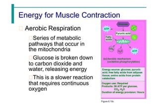 Energy for Muscle Contraction
Aerobic Respiration
Series of metabolic
pathways that occur in
the mitochondria
Glucose is broken down
to carbon dioxide and
water, releasing energy
This is a slower reaction
that requires continuous
oxygen
Figure 6.10c
 