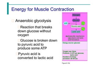 Energy for Muscle Contraction
Anaerobic glycolysis
Reaction that breaks
down glucose without
oxygen
Glucose is broken down
to pyruvic acid to
produce some ATP
Pyruvic acid is
converted to lactic acid
Figure 6.10b
 