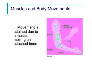 Muscles and Body Movements
Movement is
attained due to
a muscle
moving an
attached bone
Figure 6.12
 