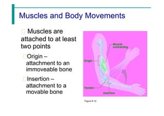 Muscles and Body Movements
Muscles are
attached to at least
two points
Origin –
attachment to an
immoveable bone
Insertion –
attachment to a
movable bone
Figure 6.12
 