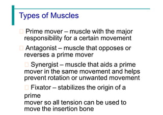Types of Muscles
Prime mover – muscle with the major
responsibility for a certain movement
Antagonist – muscle that opposes or
reverses a prime mover
Synergist – muscle that aids a prime
mover in the same movement and helps
prevent rotation or unwanted movement
Fixator – stabilizes the origin of a
prime
mover so all tension can be used to
move the insertion bone
 