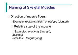 Naming of Skeletal Muscles
Direction of muscle fibers
Example: rectus (straight) or oblique (slanted)
Relative size of the muscle
Examples: maximus (largest),
minimus
(smallest), longus (long)
 
