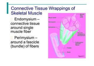 Connective Tissue Wrappings of
Skeletal Muscle
Endomysium –
connective tissue
around single
muscle fiber
Perimysium –
around a fascicle
(bundle) of fibers
Figure 6.1
 