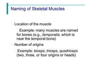 Naming of Skeletal Muscles
Location of the muscle
Example: many muscles are named
for bones (e.g., temporalis, which is
near the temporal bone)
Number of origins
Example: biceps, triceps, quadriceps
(two, three, or four origins or heads)
 