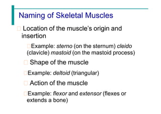 Naming of Skeletal Muscles
Location of the muscle’s origin and
insertion
Example: sterno (on the sternum) cleido
(clavicle) mastoid (on the mastoid process)
Shape of the muscle
Example: deltoid (triangular)
Action of the muscle
Example: flexor and extensor (flexes or
extends a bone)
 
