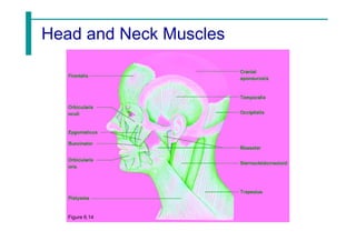 Head and Neck Muscles
Figure 6.14
 
