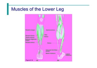 Muscles of the Lower Leg
Figure 6.19
 