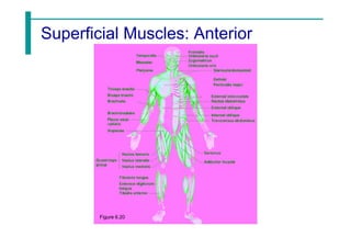 Superficial Muscles: Anterior
Figure 6.20
 