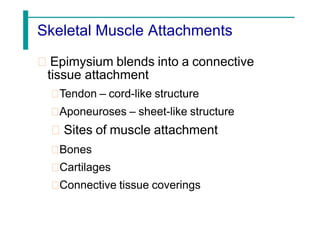 Skeletal Muscle Attachments
Epimysium blends into a connective
tissue attachment
Tendon – cord-like structure
Aponeuroses – sheet-like structure
Sites of muscle attachment
Bones
Cartilages
Connective tissue coverings
 