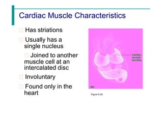 Cardiac Muscle Characteristics
Has striations
Usually has a
single nucleus
Joined to another
muscle cell at an
intercalated disc
Involuntary
Found only in the
heart Figure 6.2b
 