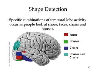 Shape Detection Specific combinations of temporal lobe activity occur as people look at shoes, faces, chairs and houses. I...