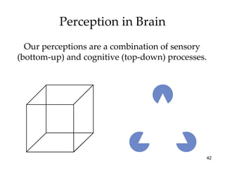 Perception in Brain Our perceptions are a combination of sensory (bottom-up) and cognitive (top-down) processes. 