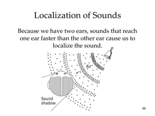 Localization of Sounds <ul><li>Because we have two ears, sounds that reach one ear faster than the other ear cause us to l...