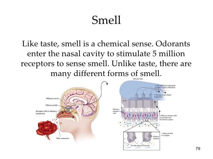 Chapter 5 ap psych Sensation