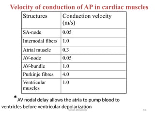 Chapter 5b- Heart & blood vessels (1).pptx