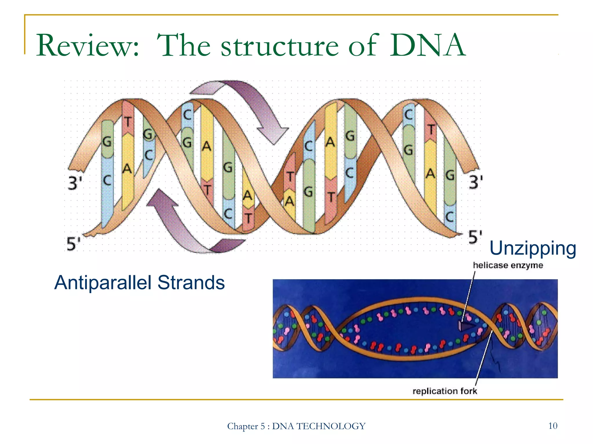 Review: The structure of DNA

Unzipping
Antiparallel Strands

Chapter 5 : DNA TECHNOLOGY

10

 