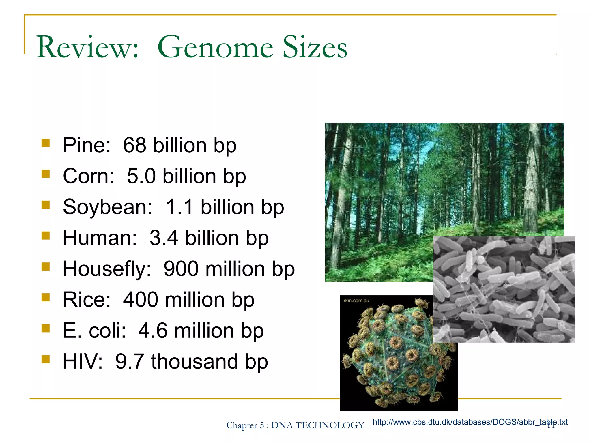 Review: Genome Sizes









Pine: 68 billion bp
Corn: 5.0 billion bp
Soybean: 1.1 billion bp
Human: 3.4 billion bp
Housefly: 900 million bp
Rice: 400 million bp
E. coli: 4.6 million bp
HIV: 9.7 thousand bp
11
Chapter 5 : DNA TECHNOLOGY http://www.cbs.dtu.dk/databases/DOGS/abbr_table.txt

 