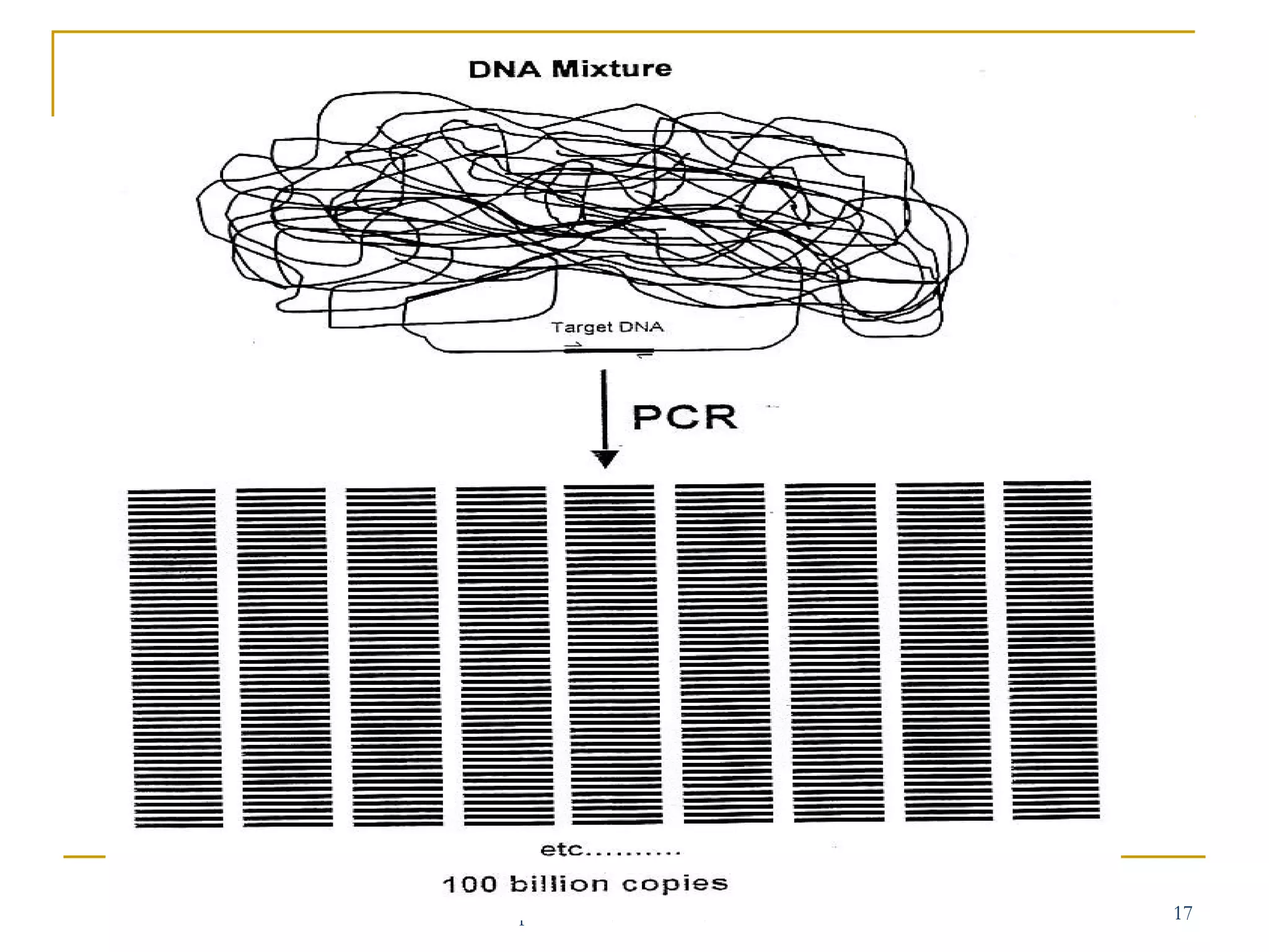 Chapter 5 : DNA TECHNOLOGY

17

 