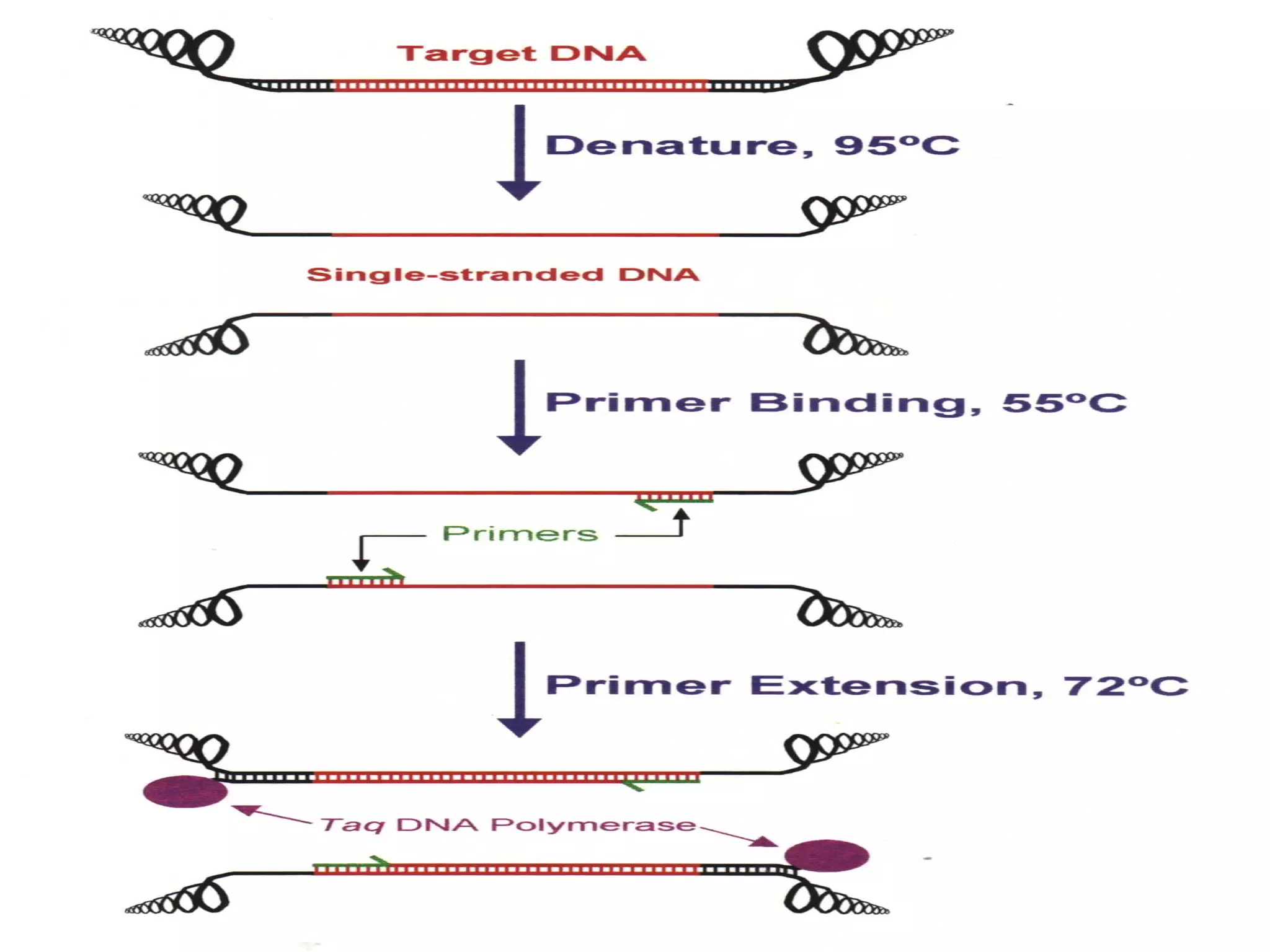 Chapter 5 : DNA TECHNOLOGY

21

 