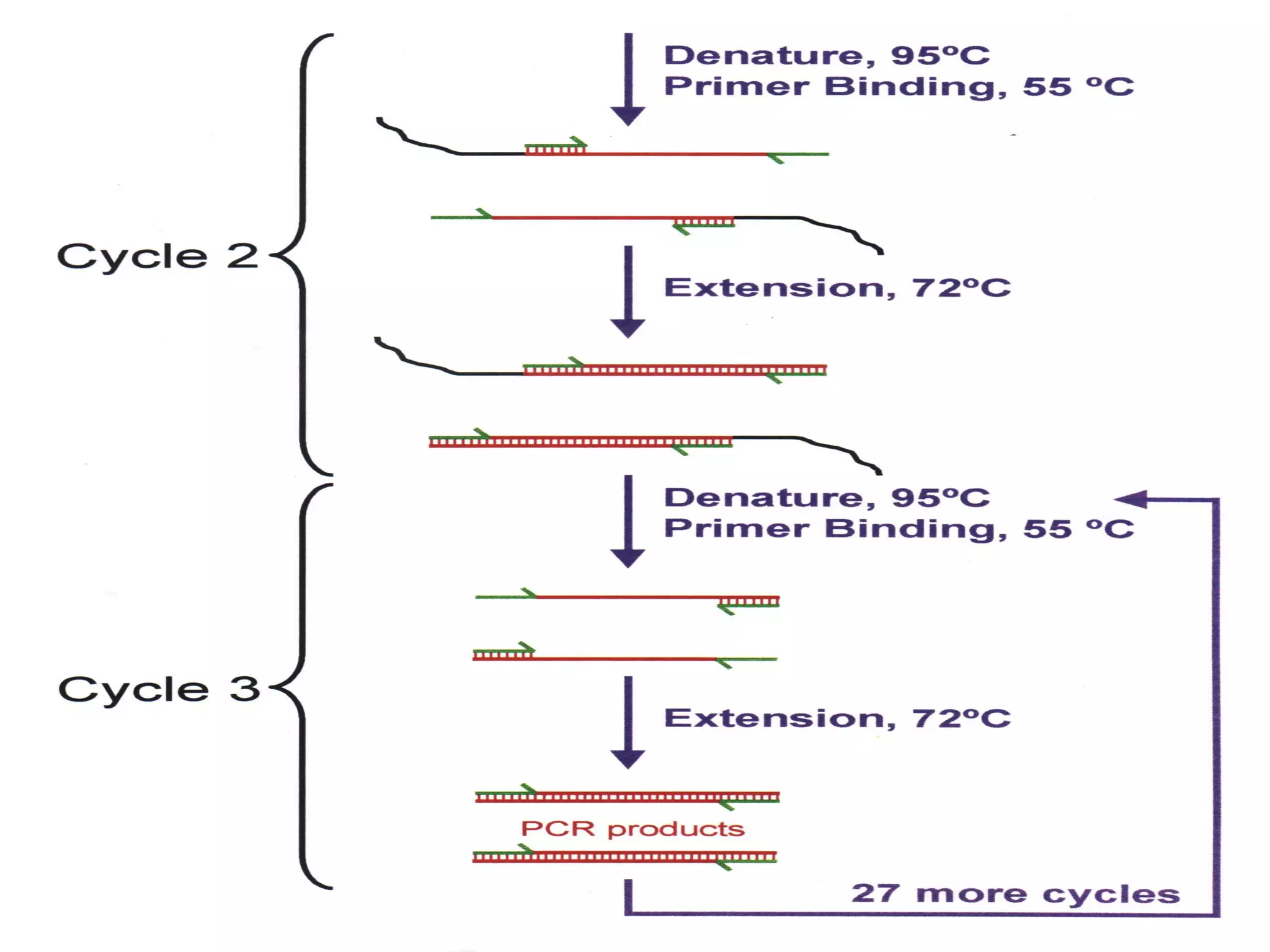 Chapter 5 : DNA TECHNOLOGY

22

 