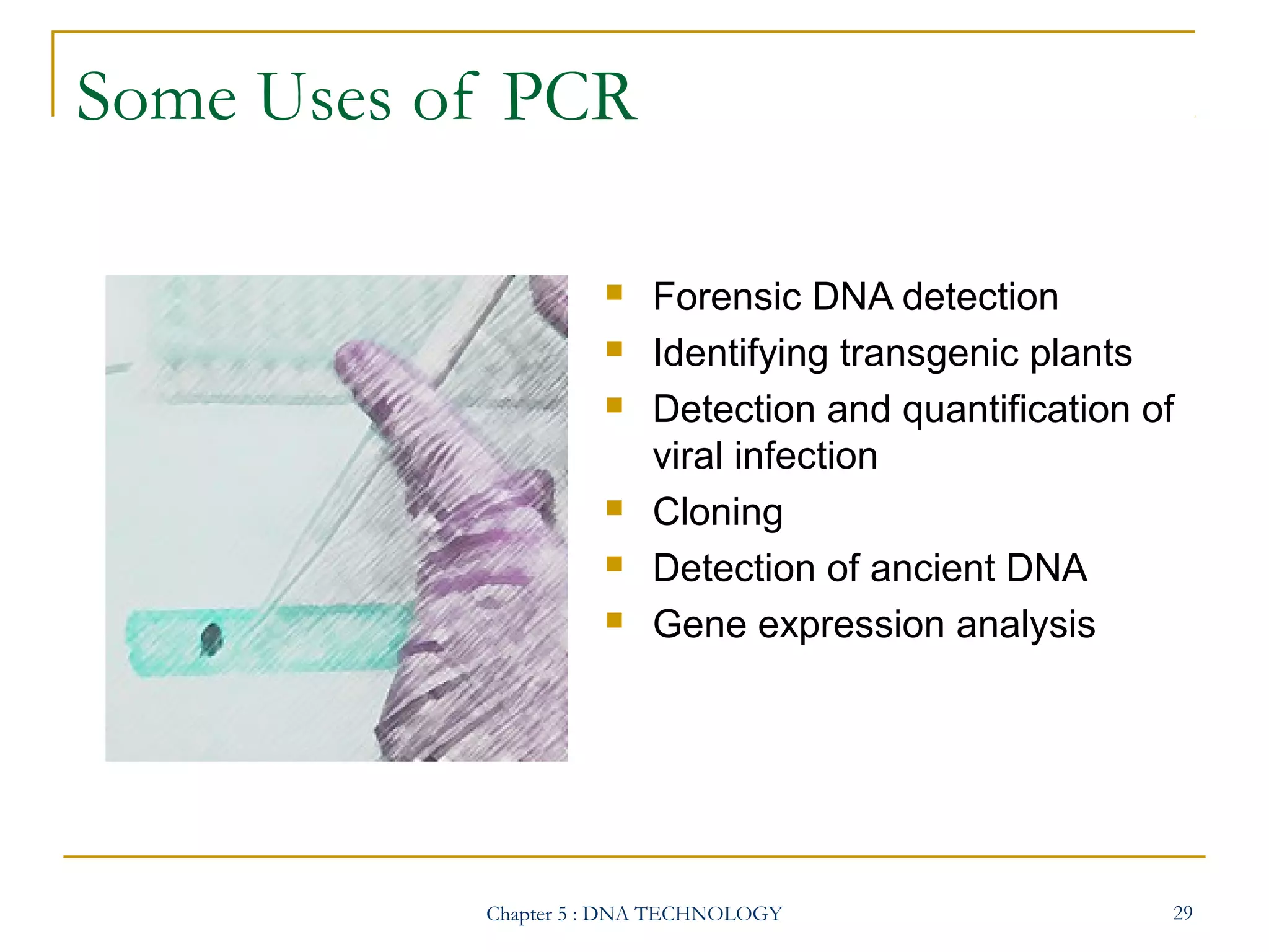 Some Uses of PCR








Forensic DNA detection
Identifying transgenic plants
Detection and quantification of
viral infection
Cloning
Detection of ancient DNA
Gene expression analysis

Chapter 5 : DNA TECHNOLOGY

29

 