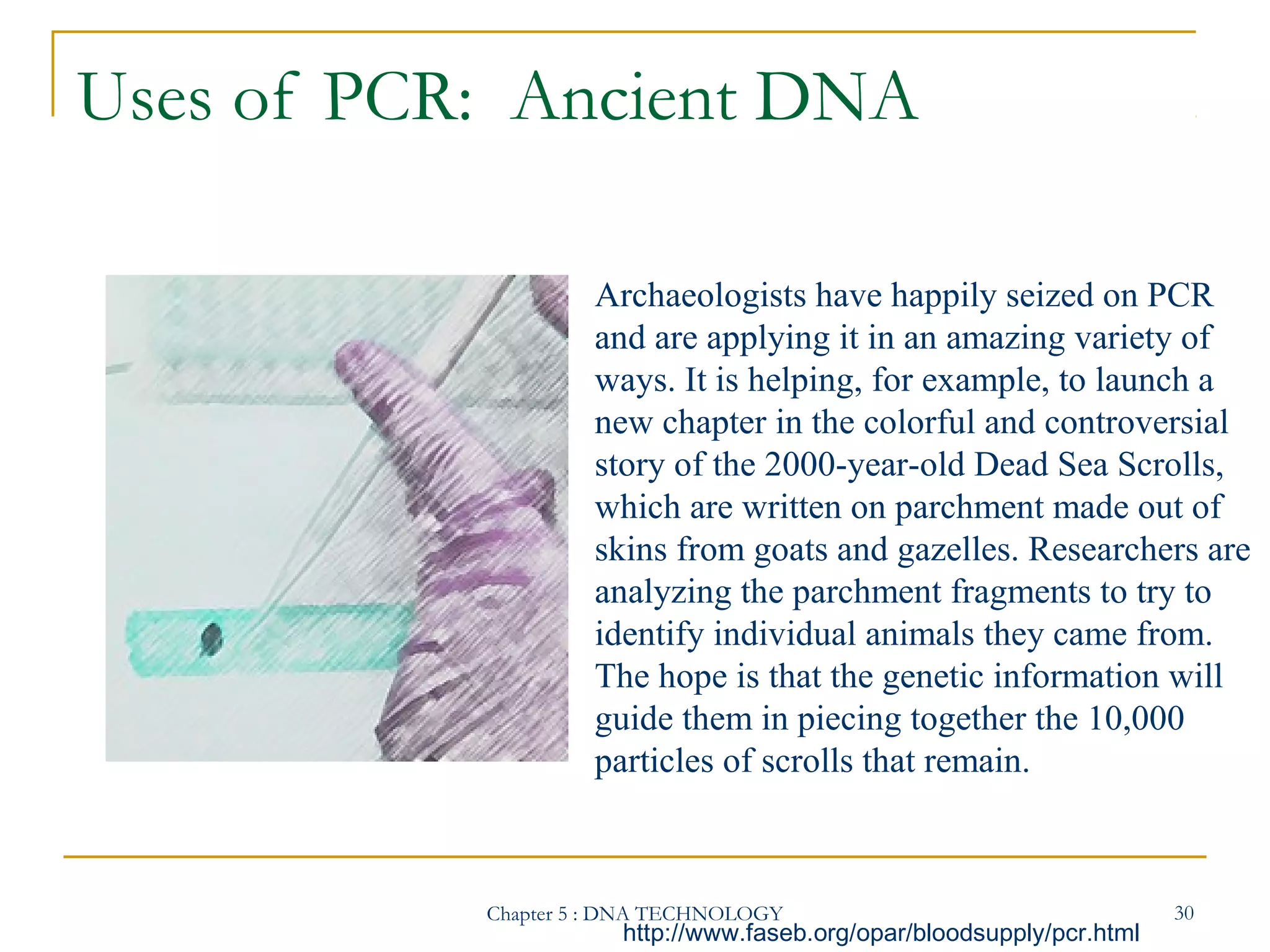 Uses of PCR: Ancient DNA
Archaeologists have happily seized on PCR
and are applying it in an amazing variety of
ways. It is helping, for example, to launch a
new chapter in the colorful and controversial
story of the 2000-year-old Dead Sea Scrolls,
which are written on parchment made out of
skins from goats and gazelles. Researchers are
analyzing the parchment fragments to try to
identify individual animals they came from.
The hope is that the genetic information will
guide them in piecing together the 10,000
particles of scrolls that remain.

Chapter 5 : DNA TECHNOLOGY

http://www.faseb.org/opar/bloodsupply/pcr.html

30

 