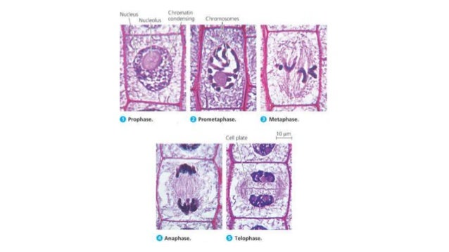 51531986 Biology Form 4 Chapter 5 Research Paper Sample