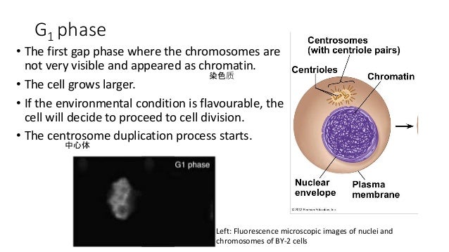 Chapter 5 cell division SPM Biology Form 4